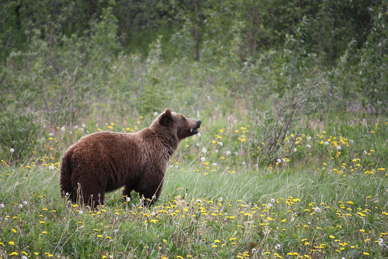 grizzly bear yaak